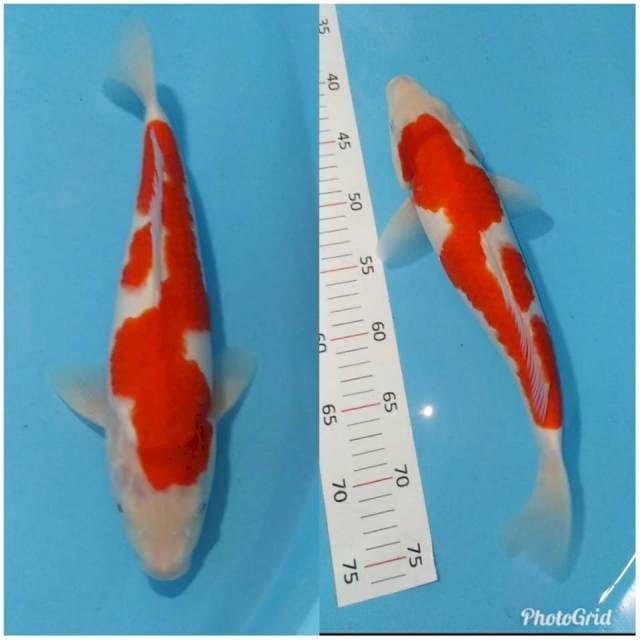 Red inazuma 34cm