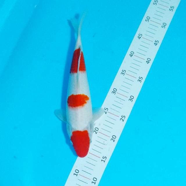  Step 3 kohaku 31 cm