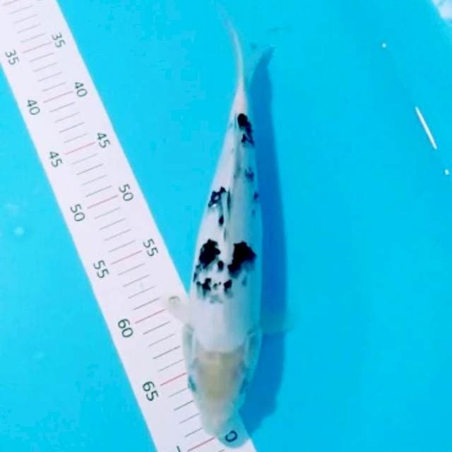Bekko 31 cm