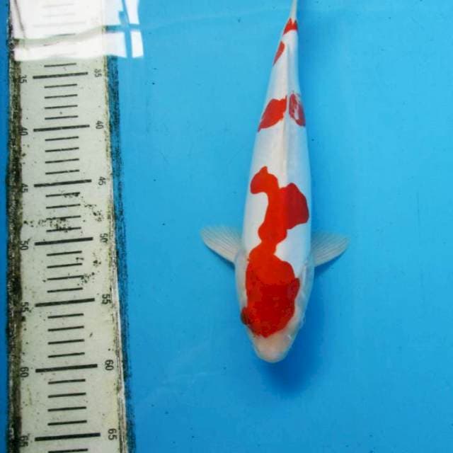 Kohaku Doitsu Murni