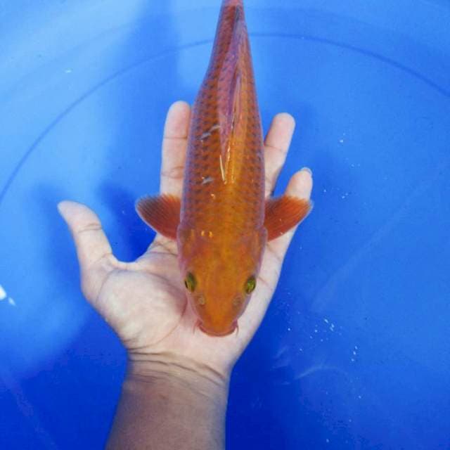 ChaGoi Tembaga