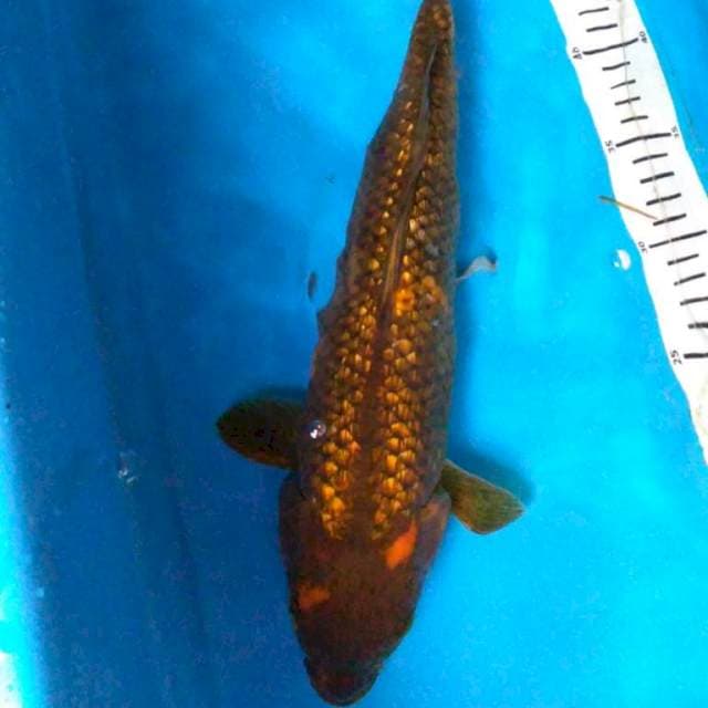 GINRIN limited 36 cm