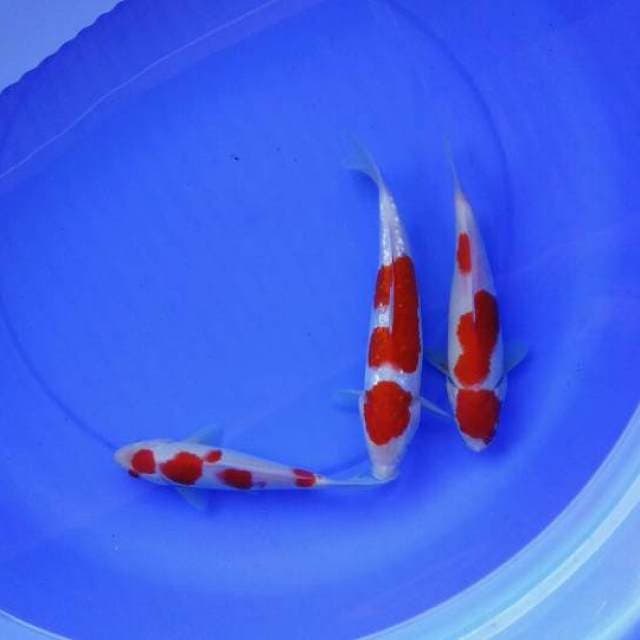 Three Of Jack - Kohaku HQ