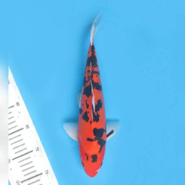 32cm male , New Koleksi Super Aka Sanke 