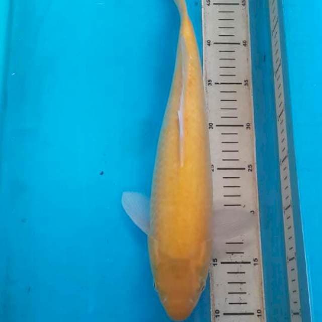 karasi jantan 40 cm