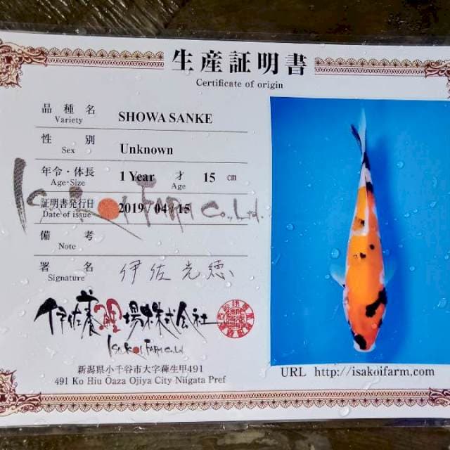 Showa import isa 21cm