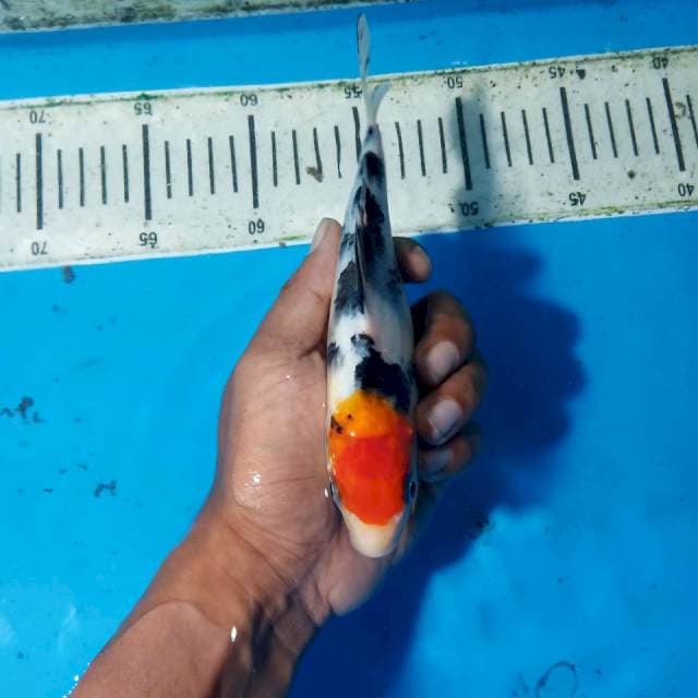 Tancho sanke 22 cm