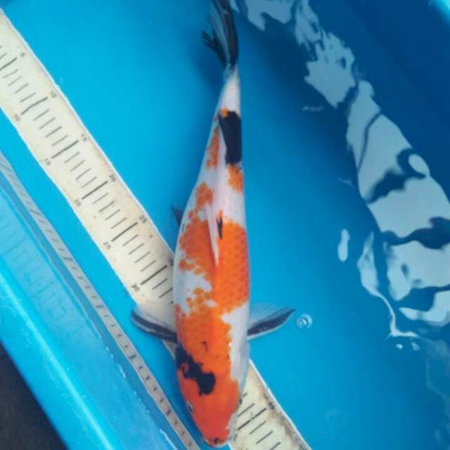 showa 39 cm