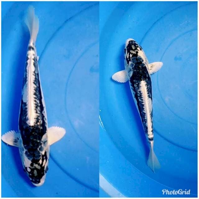 Black kawarimo