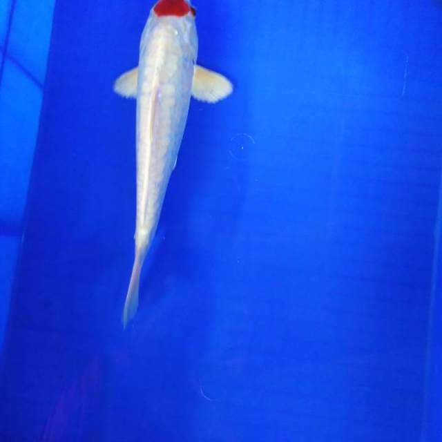 Tanco metalik 32cm
