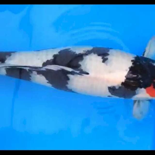 Tanco showa 55cm