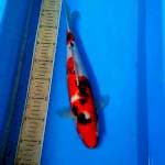 Sanke 37cm
