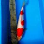 Kohaku 35cm