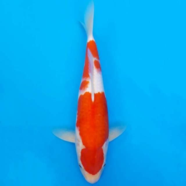 Kohaku 31cm