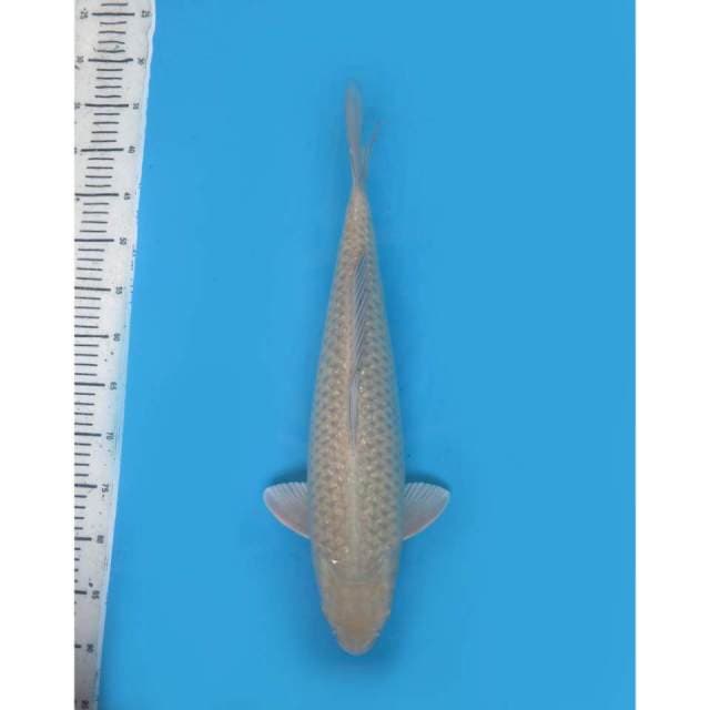 F2 Jumbo Chagoi Marudo, 49cm - Male