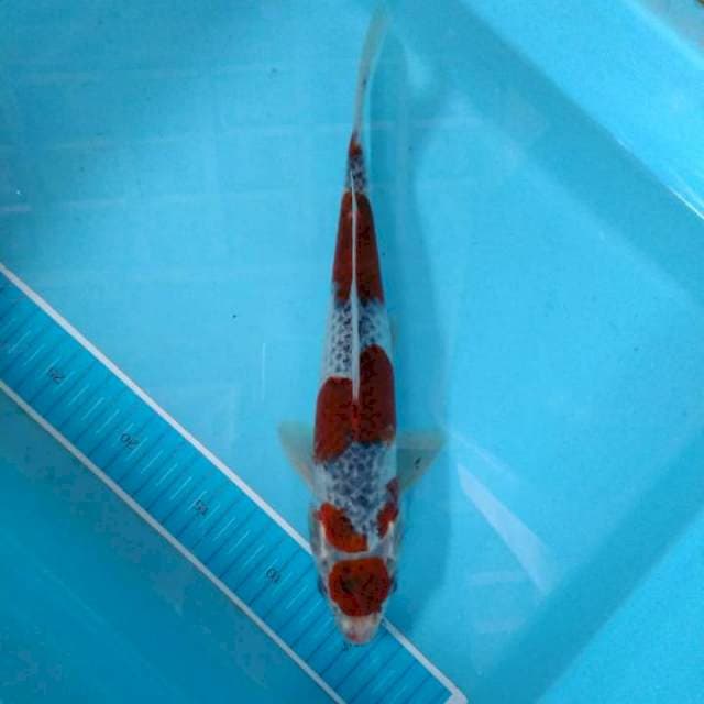 Maruten goshiki