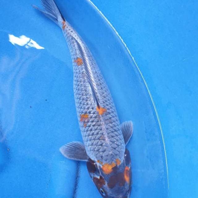 Mina Kamil gingga 39 cm