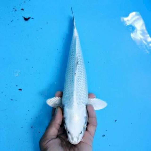 BOLD GINMAT 29cm