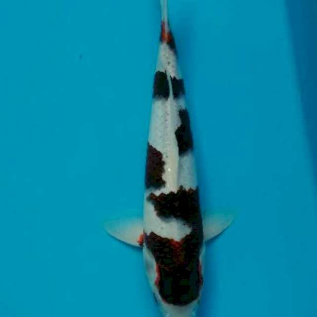Goromo 34 cm