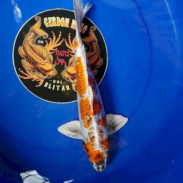 Male 37cm