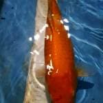 Red Karasi Ciamik