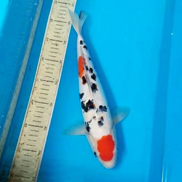 Maruten sanke doit 36cm