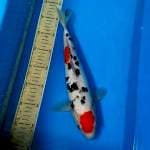 Maruten sanke doit 36cm