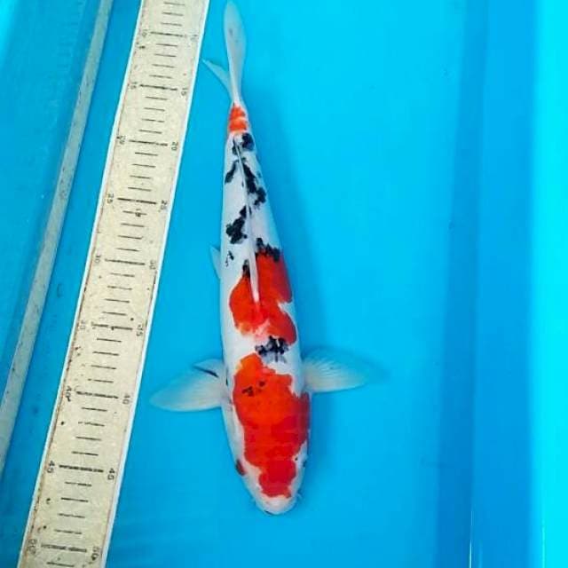 Sanke doit 36cm