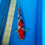 Sanke doit 36cm