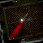 Kohaku male 30 cm