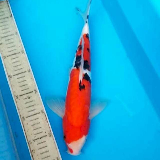 Sanke doit 35cm