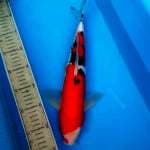 Sanke doit 35cm