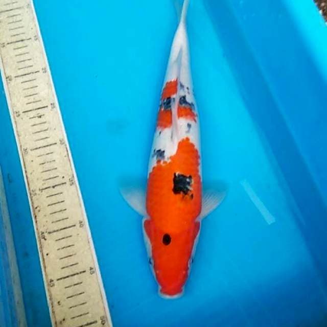 Sanke 38cm
