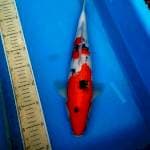 Sanke 38cm
