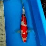 Sanke 35cm