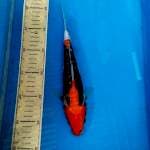Beni kumon 26cm