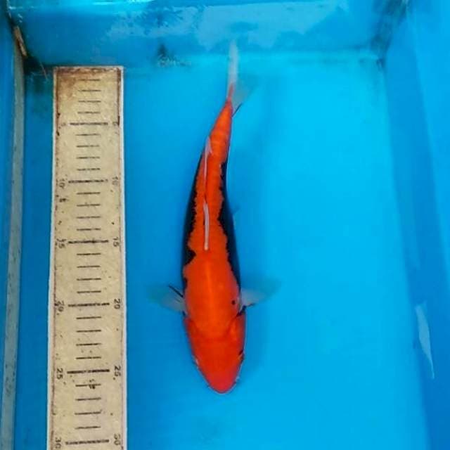 Beni kumon (agak dekik ) 26cm