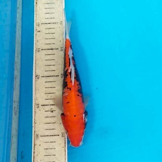 Beni kumon 23cm