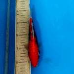 Beni kumon 23cm