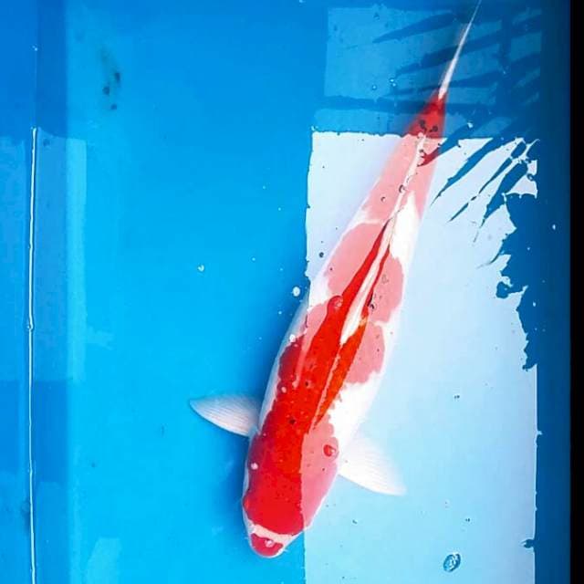 Kohaku