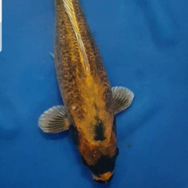 Kabuto Langka