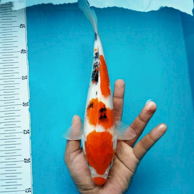 Sanke kucibeni*34cm
