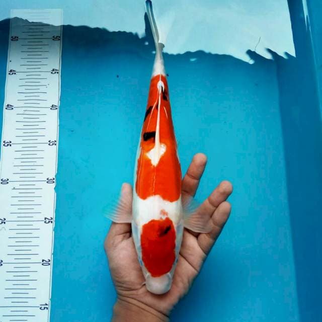 Nidan sanke doit*35cm