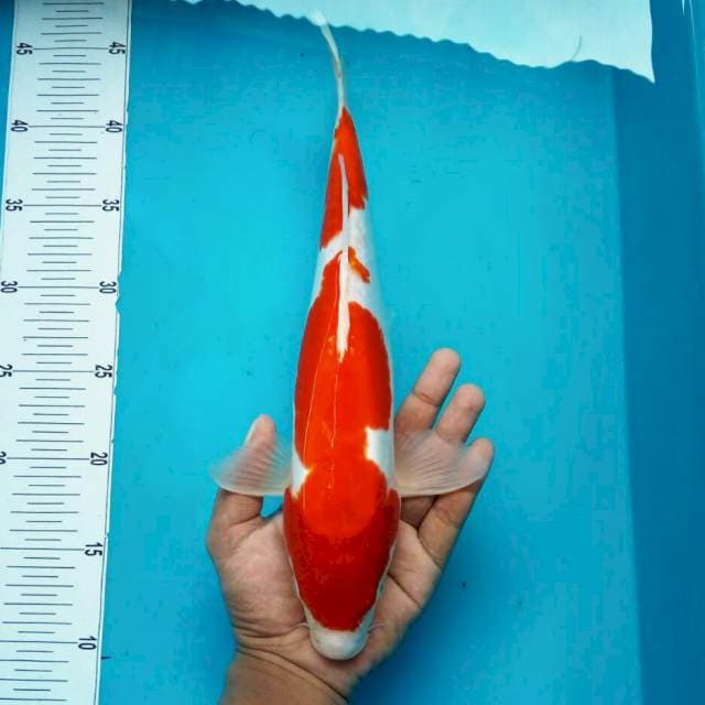 36cm doit kohaku