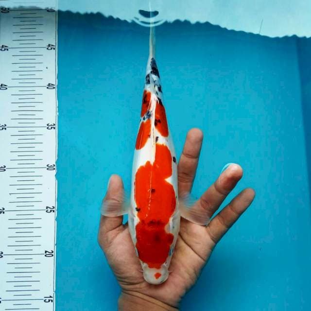 Sanke doit*33cm manis