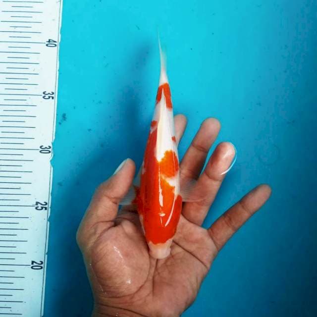 2. Kohaku Doitsu || 20 cm