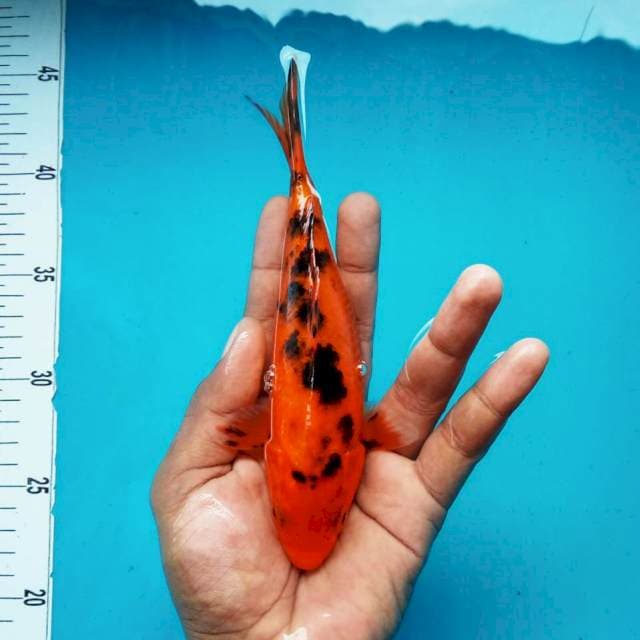 8. Aka Bekko || 24 cm