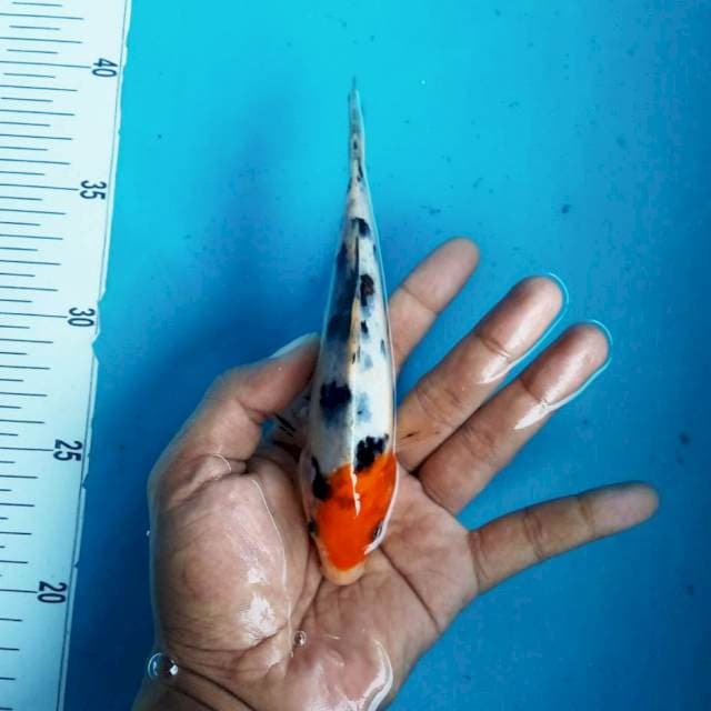 10. Tancho Showa Tategoi || 19 cm