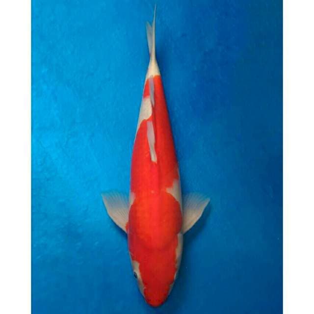 Okawa Kohaku