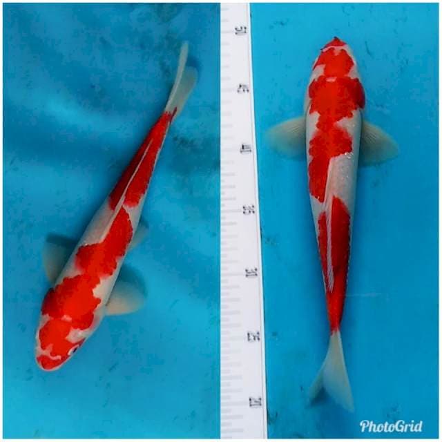 Red kohaku original 